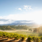 Sauvignon Blanc, Oak Knoll District of Napa Valley 2025